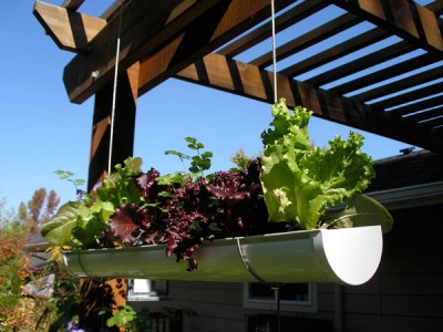 Rain Gutter Garden