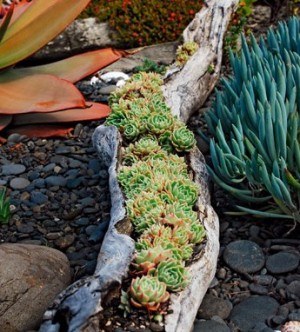 Tree trunk Planter for Succulents